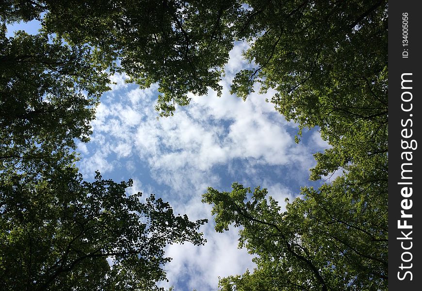 Sky, Cloud, Tree, Nature
