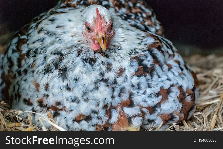 Chicken, Galliformes, Beak, Fauna