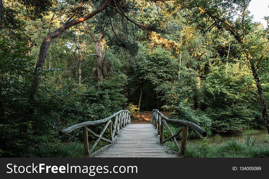 Nature, Nature Reserve, Path, Vegetation