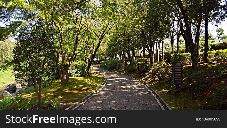 Nature, Path, Tree, Vegetation