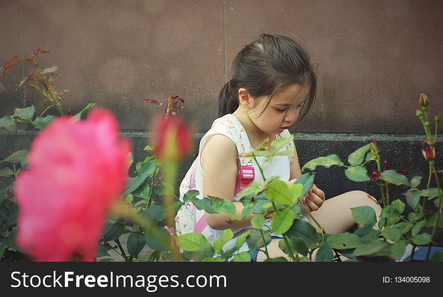 Flower, Plant, Green, Pink