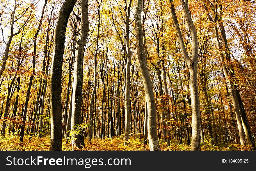 Woodland, Nature, Ecosystem, Temperate Broadleaf And Mixed Forest