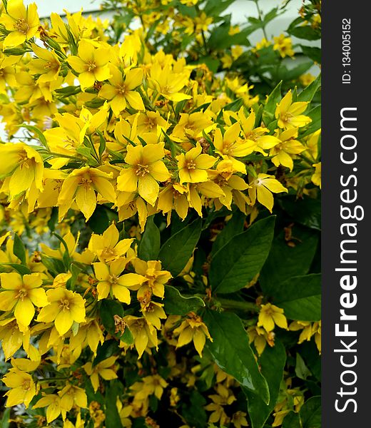 Plant, Yellow, Flower, Hypericum