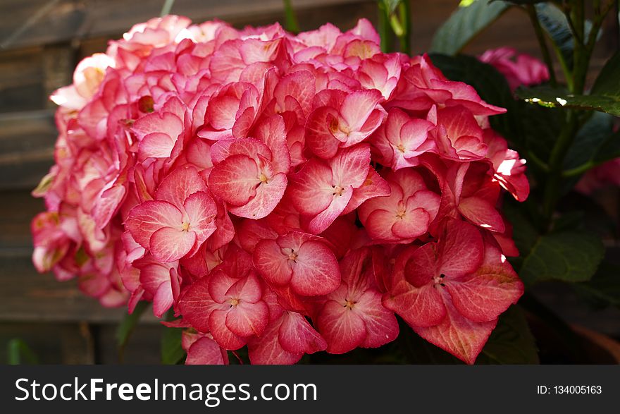 Flower, Plant, Pink, Hydrangea