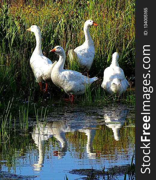 Bird, Reflection, Water, Water Bird