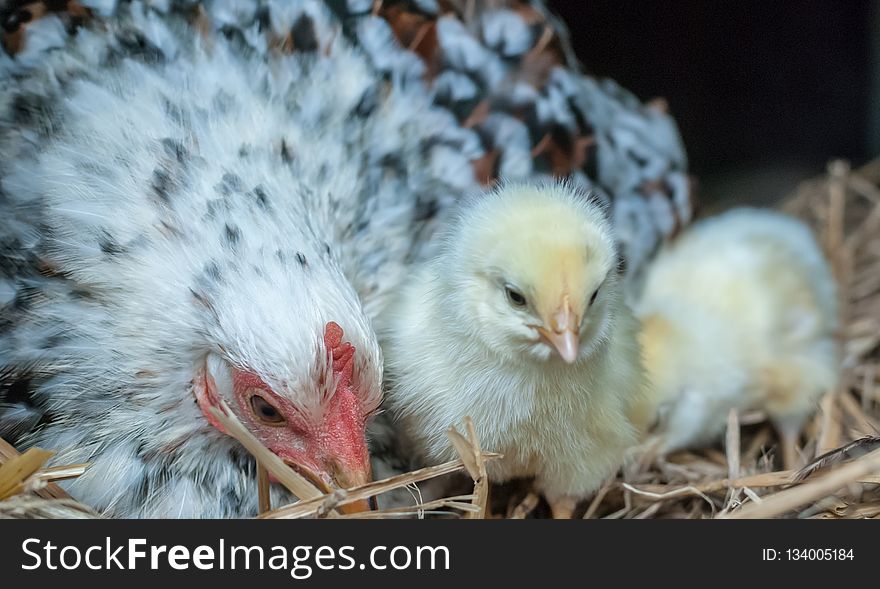 Chicken, Bird, Galliformes, Beak