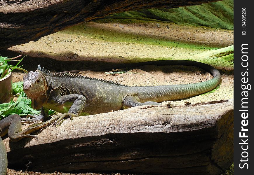 Reptile, Scaled Reptile, Iguana, Fauna