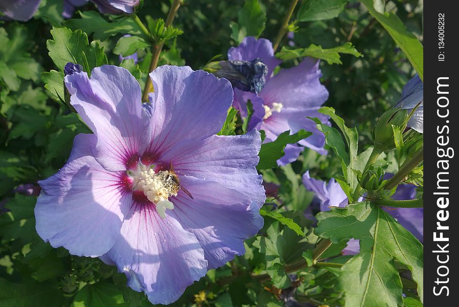 Flower, Plant, Flowering Plant, Chinese Hibiscus