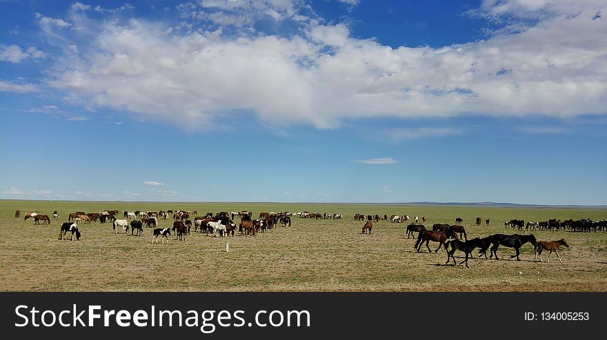 Grassland, Ecosystem, Prairie, Steppe