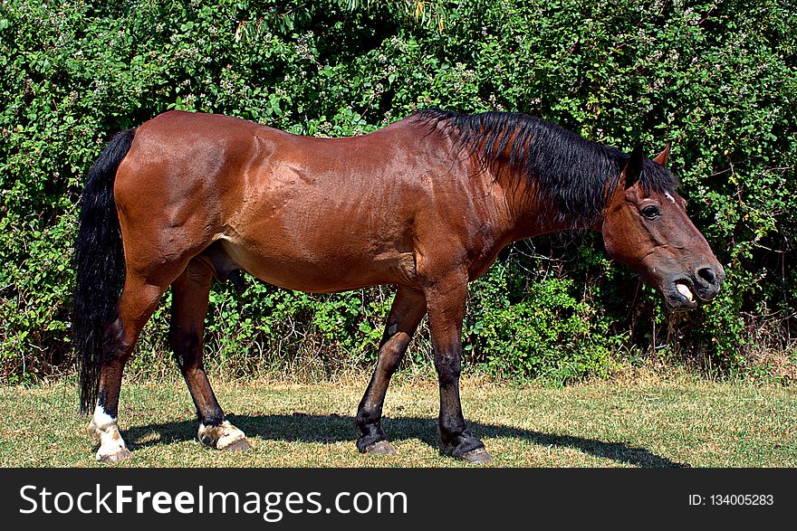 Horse, Mare, Mane, Horse Like Mammal