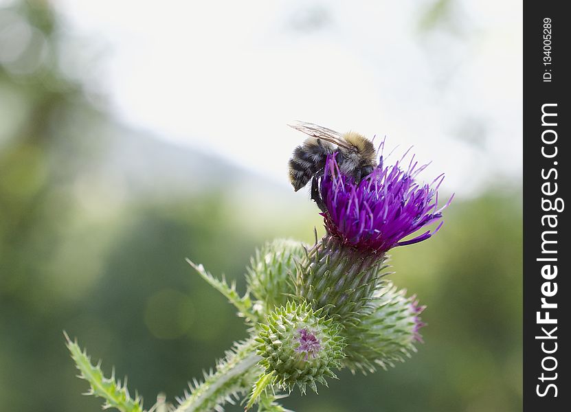 Bee, Honey Bee, Insect, Thistle