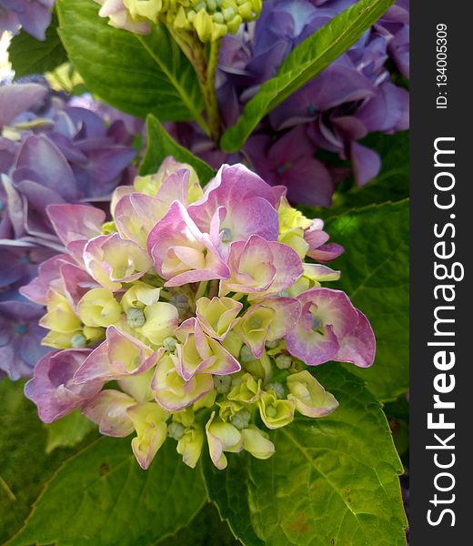 Flower, Plant, Hydrangea, Flowering Plant