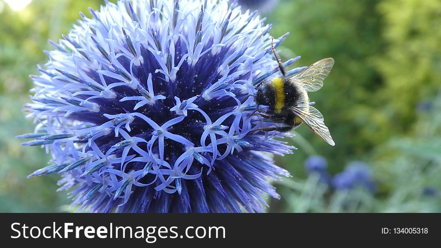 Bee, Honey Bee, Pollen, Purple