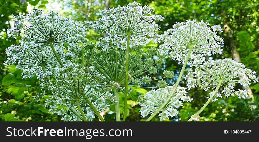 Plant, Apiales, Parsley Family, Cow Parsley
