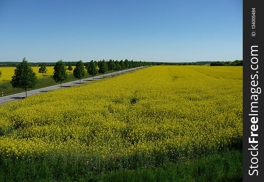 Yellow, Field, Rapeseed, Canola