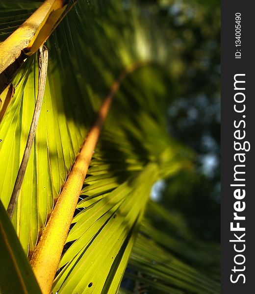 Vegetation, Leaf, Close Up, Flora