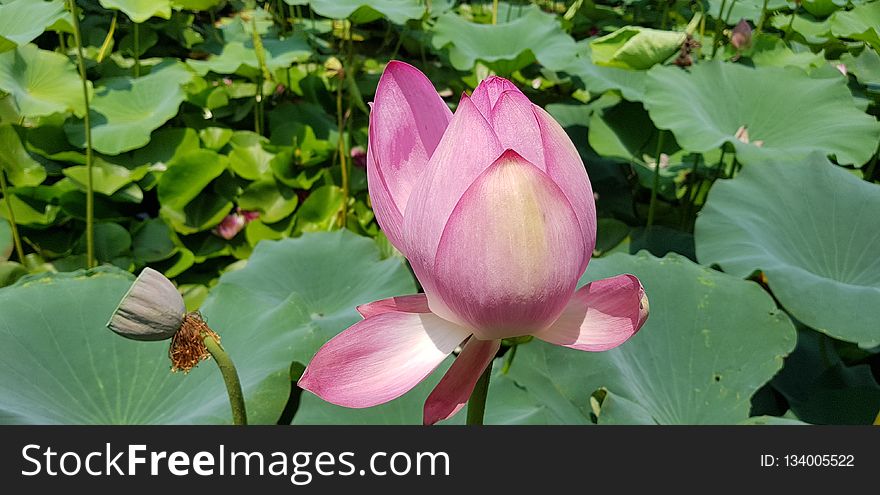 Flower, Plant, Lotus, Sacred Lotus