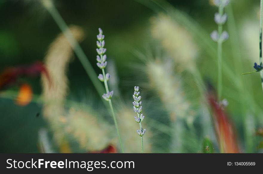 Plant, Flora, Grass Family, Close Up