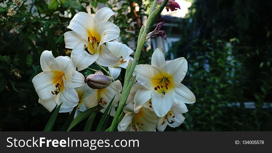 Flower, Plant, Flowering Plant, Flora