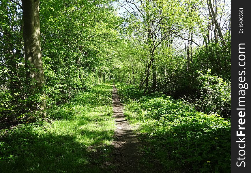 Vegetation, Woodland, Ecosystem, Path