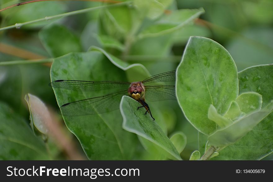 Insect, Leaf, Pest, Organism