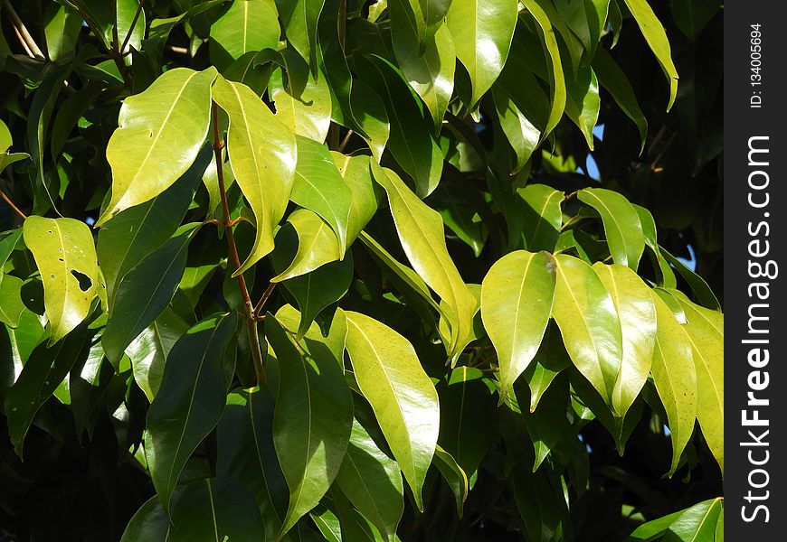 Leaf, Plant, Vegetation, Tree