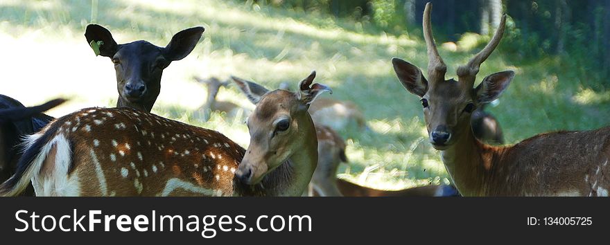 Wildlife, Deer, Fauna, Wilderness