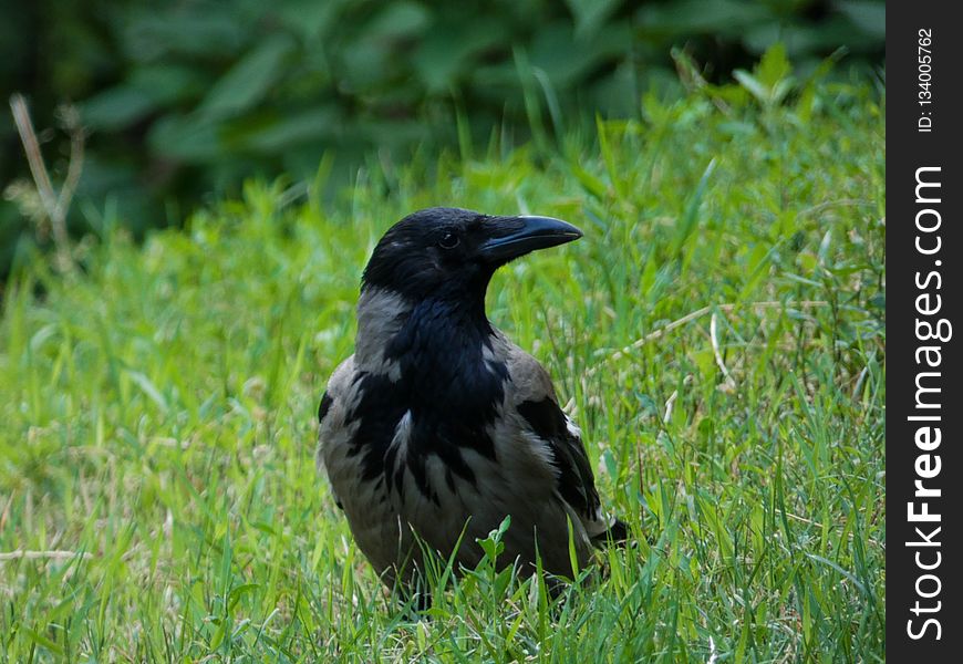 Bird, Fauna, Crow Like Bird, Crow