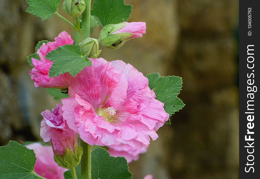 Flower, Plant, Flowering Plant, Hollyhocks