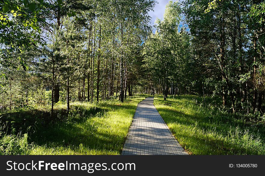 Path, Nature, Ecosystem, Nature Reserve