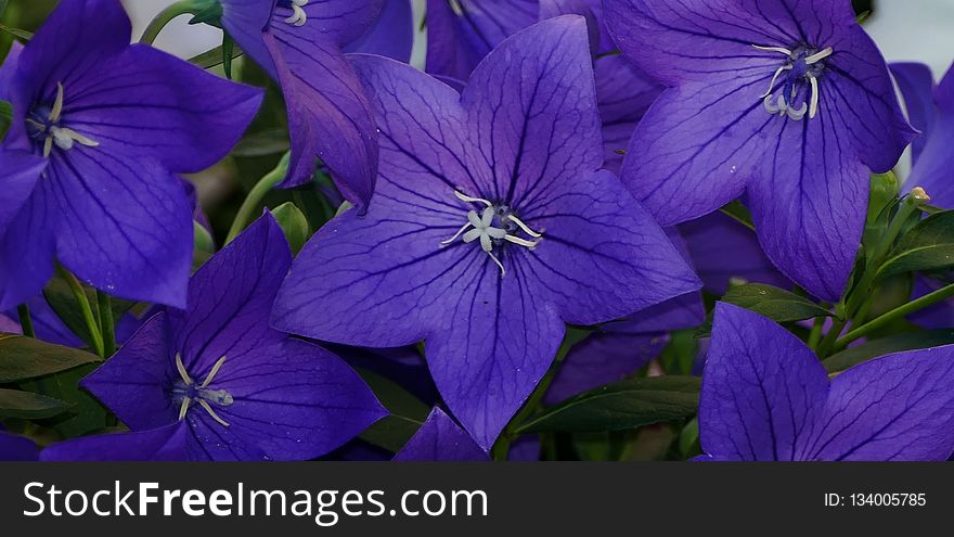 Flower, Blue, Violet, Purple