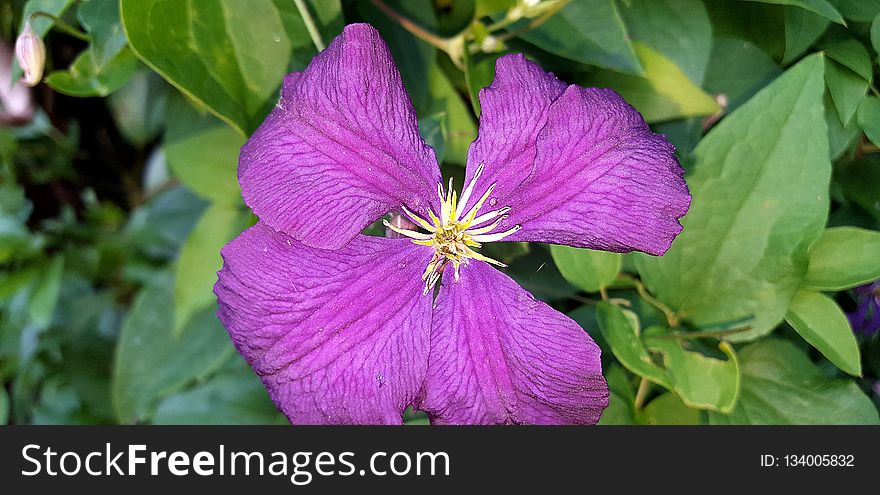 Flower, Flora, Plant, Purple