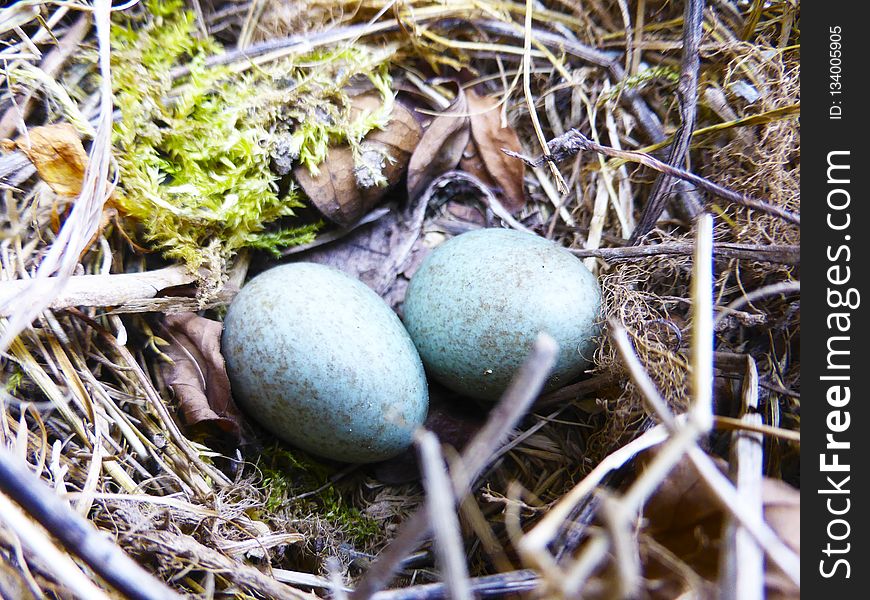 Bird Nest, Nest, Egg, Grass