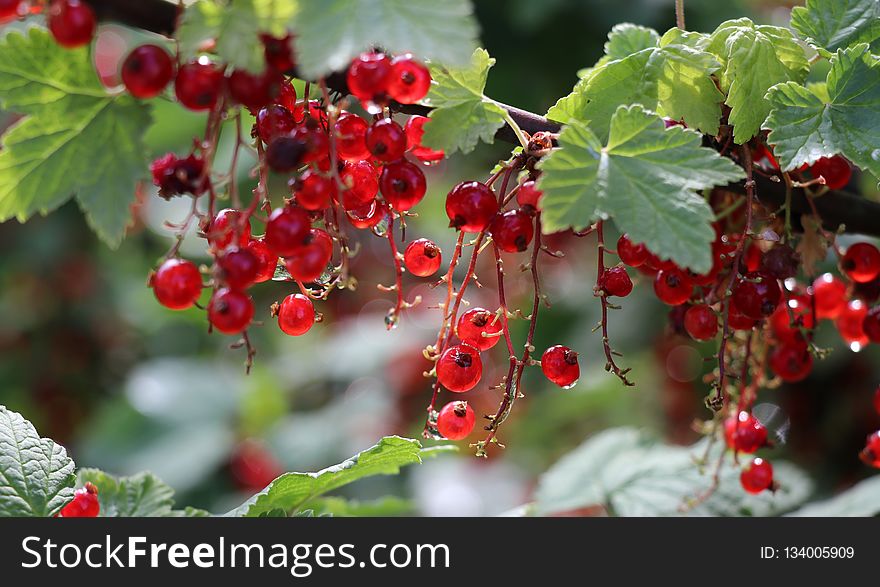 Berry, Currant, Fruit, Plant