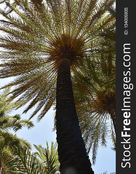 Date Palm, Tree, Vegetation, Sky