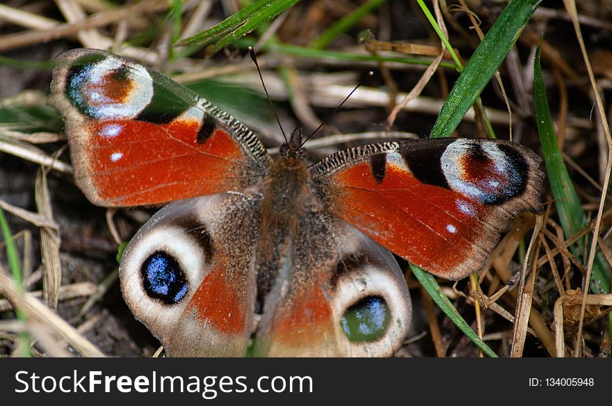 Butterfly, Insect, Moths And Butterflies, Invertebrate