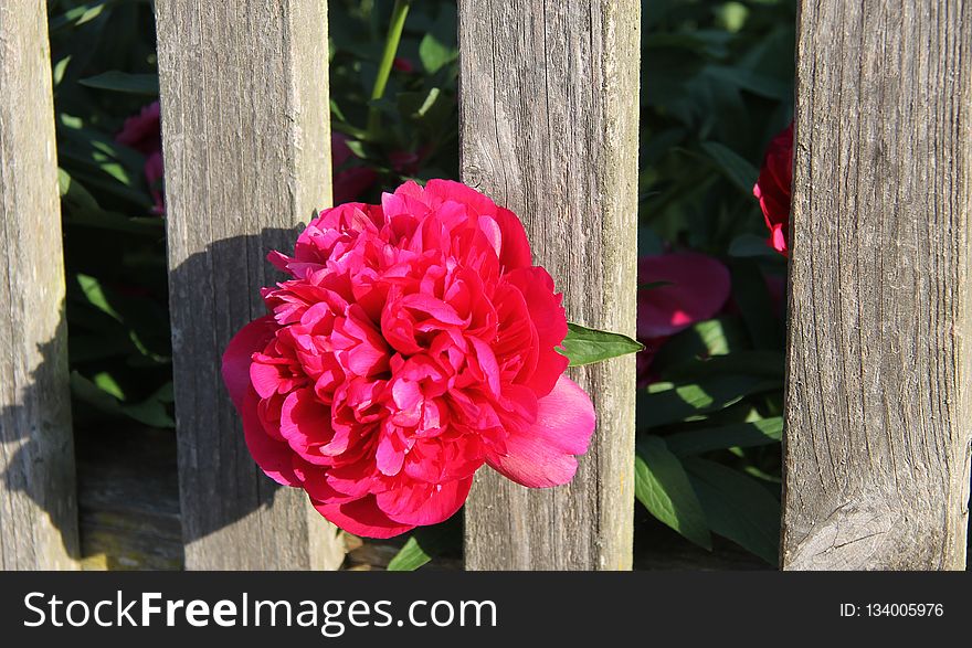 Flower, Plant, Pink, Flowering Plant