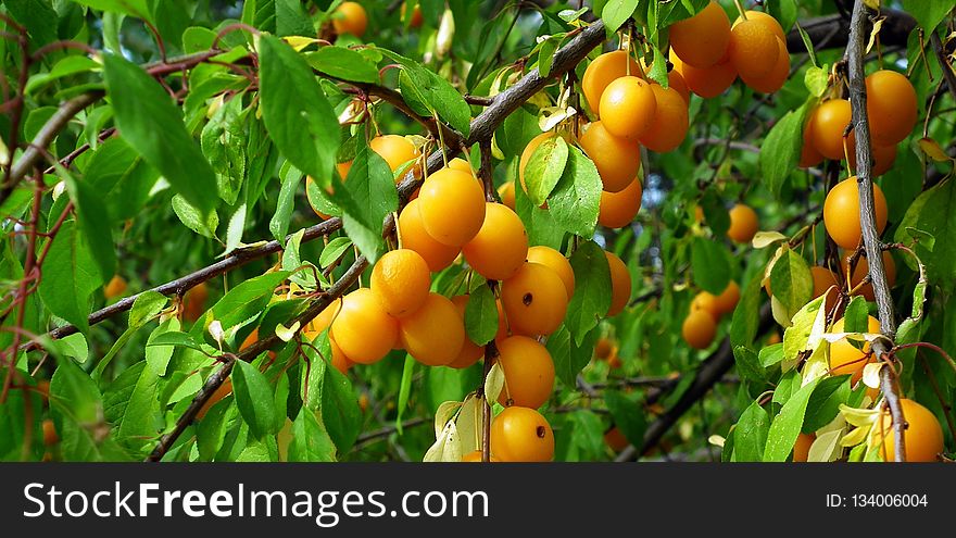 Fruit Tree, Fruit, Apricot, Citrus