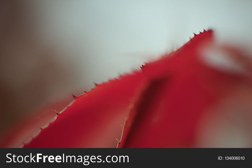 Red, Macro Photography, Close Up, Petal