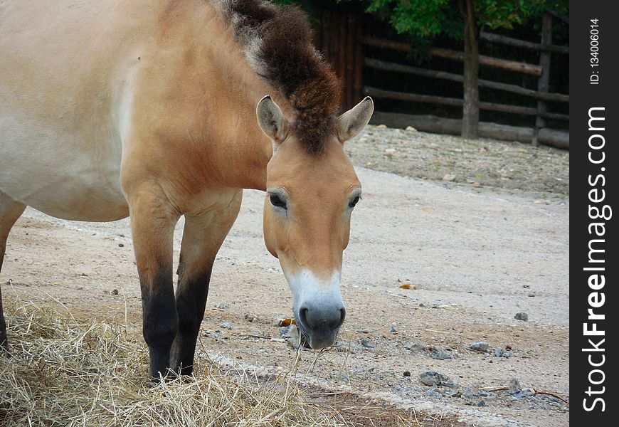 Horse, Fauna, Horse Like Mammal, Mane