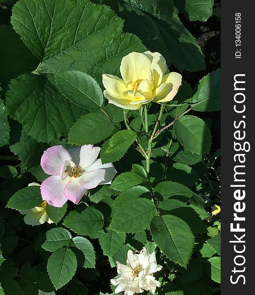 Flower, Rose Family, Plant, Flowering Plant