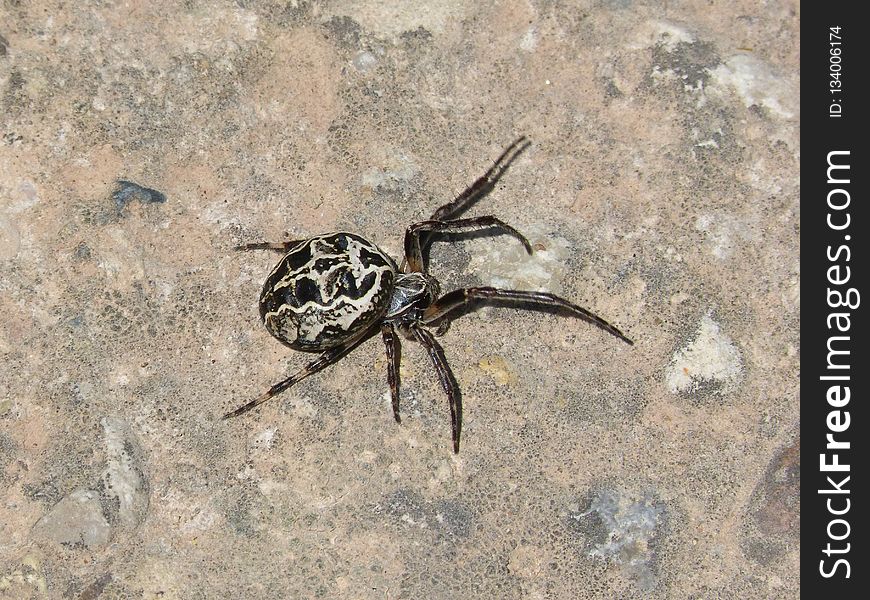 Spider, Arachnid, Invertebrate, Araneus