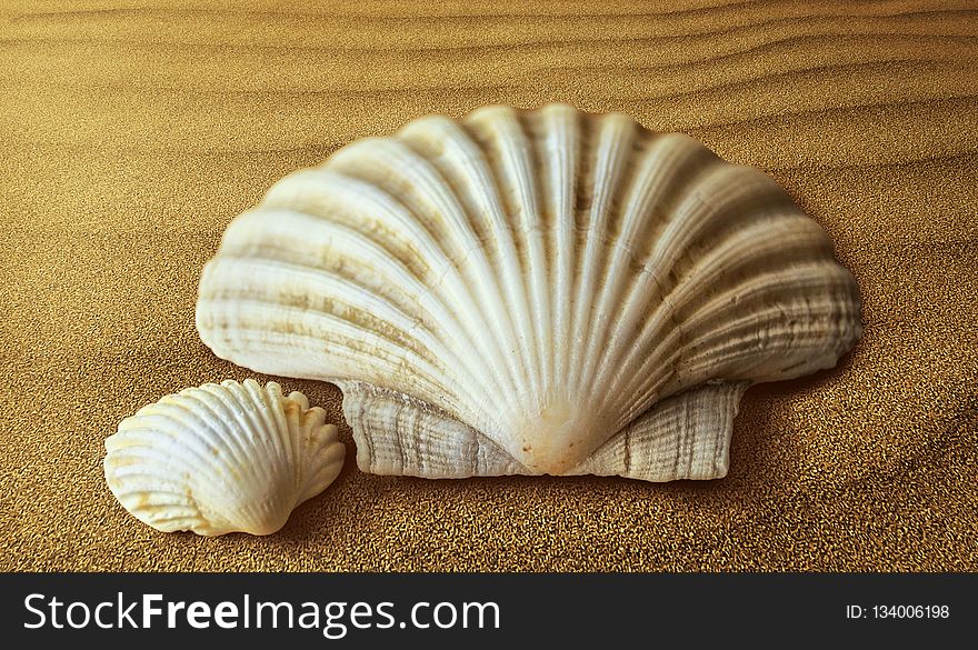 Seashell, Cockle, Conch, Nautilida