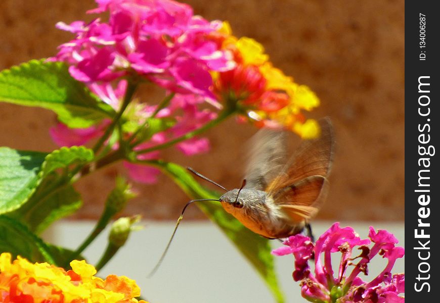 Butterfly, Moths And Butterflies, Insect, Nectar