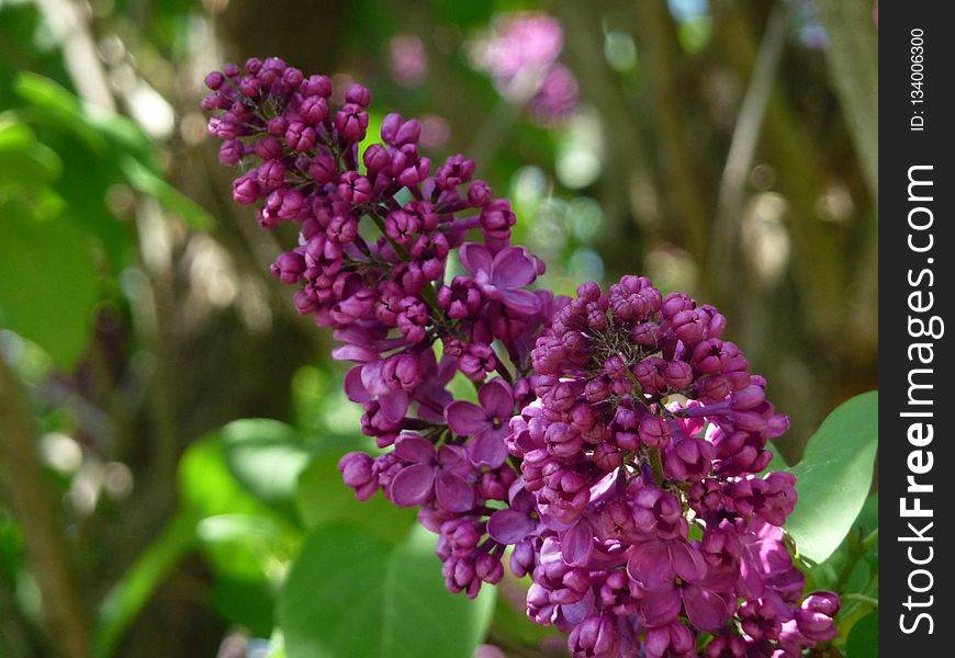 Flower, Purple, Plant, Lilac