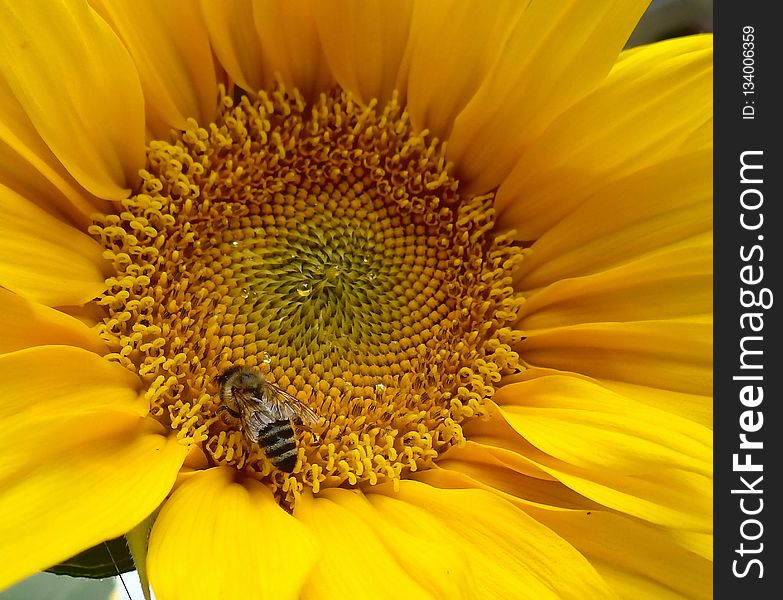 Flower, Sunflower, Yellow, Honey Bee