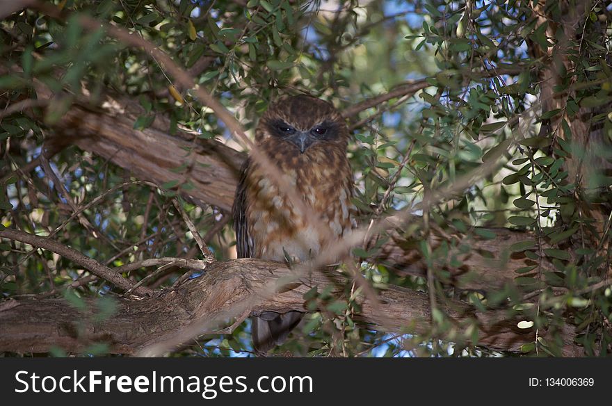 Fauna, Ecosystem, Bird, Tree