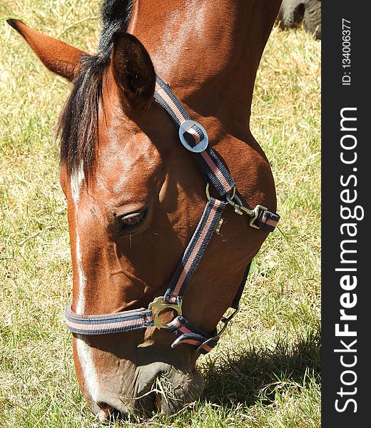 Bridle, Halter, Horse Tack, Horse Harness