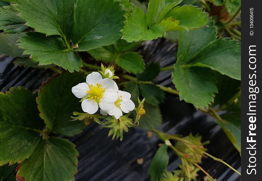 Plant, Flora, Flower, Wildflower