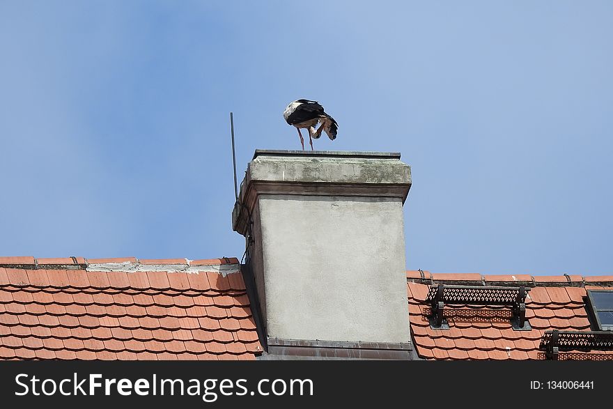 Sky, Roof, Wall, Bird